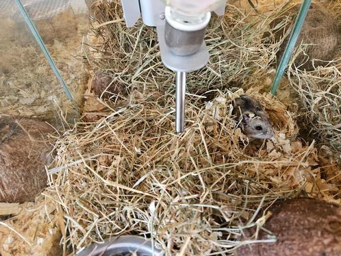 Cricetulus griseus Chinese Dwerg Hamster, Dieren en Toebehoren, Knaagdieren, Meerdere dieren, Hamster, Na 1 juli 2024