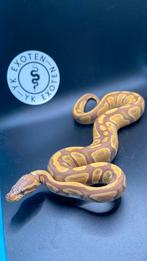 Ultramel 100% piebald vrouwtje, Dieren en Toebehoren, Slang, 0 tot 2 jaar