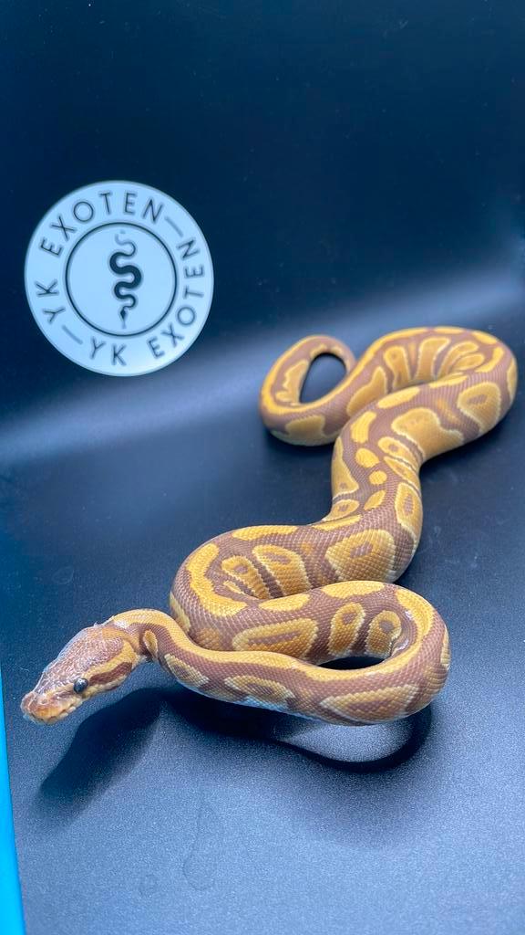 Ultramel 100% piebald vrouwtje