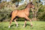 Vorst SV (One Million x Lichte Tour merrie v. Tuschinski), Dieren en Toebehoren, Paarden, Hengst, Dressuurpaard, 0 tot 2 jaar