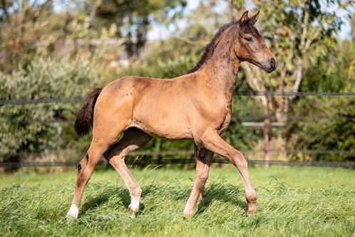 Vorst SV (One Million x Lichte Tour merrie v. Tuschinski), Dieren en Toebehoren, Paarden, Hengst, 0 tot 2 jaar, Dressuurpaard
