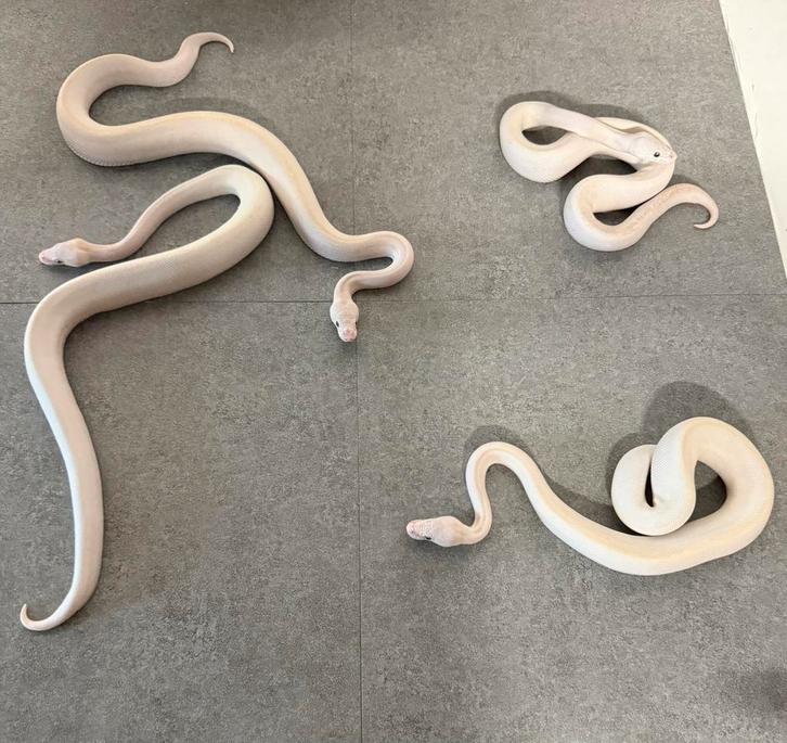 “Bel” 50% het piebald koningspython, Dieren en Toebehoren, Reptielen en Amfibieën, Slang, 0 tot 2 jaar