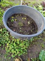 kuip voor planten, Ophalen, Gebruikt, Kweekbak