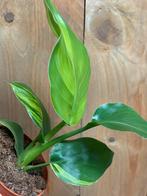 Strelitzia nicolai variegata plant aurea yellow lemon mint, Huis en Inrichting, Kamerplanten, Ophalen of Verzenden, Overige soorten
