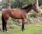 Brave talentvolle  onbeleerde 4 jr KWPN allrounder 1,68 mtr, Dieren en Toebehoren, Paarden, Merrie, Gechipt, Dressuurpaard, 3 tot 6 jaar