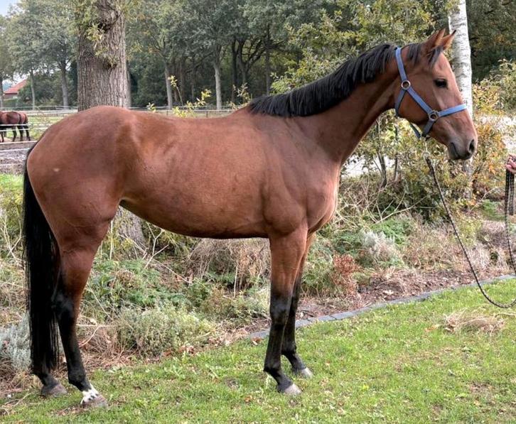Brave talentvolle  onbeleerde 4 jr KWPN allrounder 1,68 mtr, Dieren en Toebehoren, Paarden, Merrie, 165 tot 170 cm, 3 tot 6 jaar