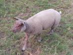 Rouge l'quest fok rammen, Dieren en Toebehoren, Schapen, Geiten en Varkens, Mannelijk, Schaap
