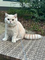 super lief en mooi mannetje raffaello, Dieren en Toebehoren, Katten en Kittens | Raskatten | Korthaar, Kater, Met stamboom, 0 tot 2 jaar