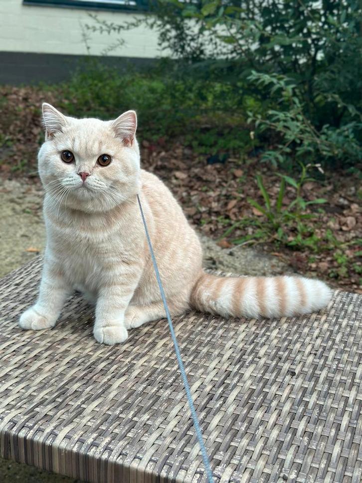 super lief en mooi mannetje raffaello, Dieren en Toebehoren, Katten en Kittens | Raskatten | Korthaar, Kater, 0 tot 2 jaar, Met stamboom