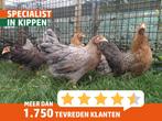 Bielefelder kriel | Goede legkip | Passend advies!