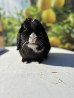 Knappe Minilop voedster🩷, Dieren en Toebehoren, Konijnen, Vrouwelijk, Dwerg