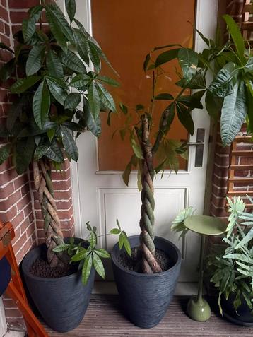 2 Money trees beschikbaar voor biedingen