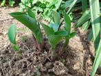 Hosta 3 jaar oud, Tuin en Terras, Vaste plant, Halfschaduw, Zomer, Ophalen