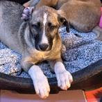 ACE: Wyana wil nu graag de wereld ontdekken, Particulier, 8 tot 15 weken, Buitenland, Teef