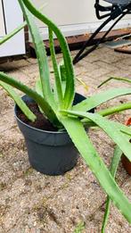 Grote Aloe vera plant, Huis en Inrichting, Kamerplanten, Ophalen, Overige soorten, Minder dan 100 cm