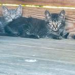 Prachtige Europese korthaar kittens, Dieren en Toebehoren, Katten en Kittens | Overige Katten, Meerdere dieren, Kortharig, 0 tot 2 jaar