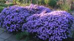 Vaste plant :  Grote paarse herfstaster 5 euro, Vaste plant, Halfschaduw, Zomer, Ophalen