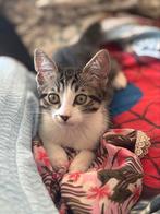 Super lieve kater zoekt een 5 sterren huisje, Dieren en Toebehoren, Katten en Kittens | Overige Katten, Kater