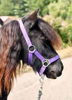 Lieve shetlander merrie., Merrie, A pony (tot 1.17m), 0 tot 2 jaar