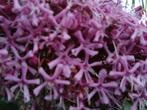 Clerodendrum bungei, Tuin en Terras, Planten | Tuinplanten, Overige soorten, Volle zon, Vaste plant, Ophalen of Verzenden