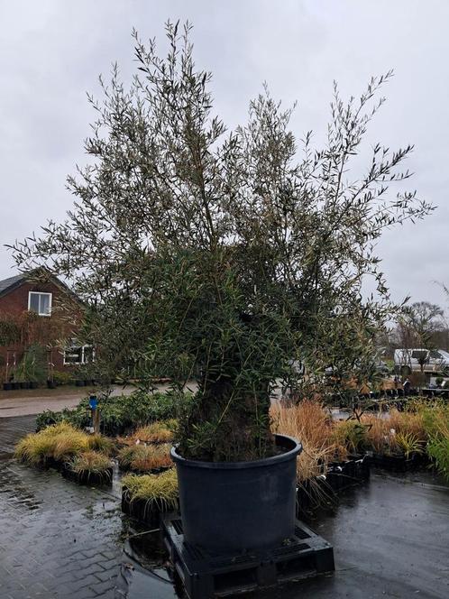Mega grote en mooie Olijfboom!! Olea europea nu €600,-, Tuin en Terras, Planten | Bomen, Olijfboom, 250 tot 400 cm, Volle zon