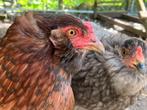 2 Araucana's kippen (hennen), Dieren en Toebehoren, Pluimvee, Vrouwelijk, Kip