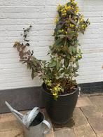 ==MOOI== Grote vaste plant 145 cm gele bloemen, Overige soorten, Vaste plant, Ophalen of Verzenden, Volledige schaduw