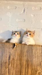 3 lieve Britse Korthaar kittens – geboren op 14 mei, Dieren en Toebehoren, Katten en Kittens | Raskatten | Korthaar, Poes, Ontwormd