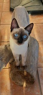 Geredde poes zoekt een huisje waar al een andere kat is!, Dieren en Toebehoren, Katten en Kittens | Overige Katten, Poes, Kortharig