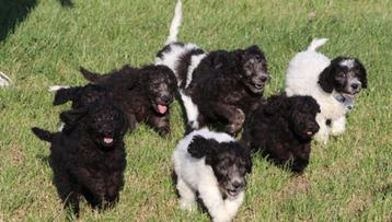 Labradoodle F1 B pups beschikbaar  beschikbaar voor biedingen