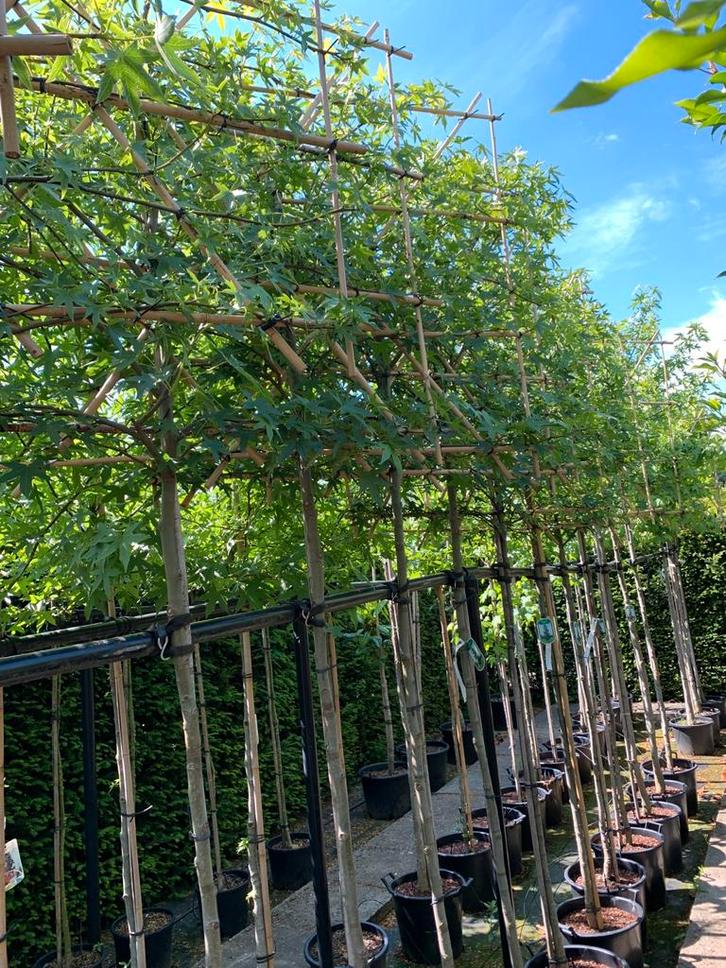 Leivorm liquidambar amberboom mooie herfstkleuren !, Tuin en Terras, Planten | Bomen, 100 tot 250 cm, Halfschaduw, Bloeit niet