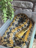 Koppel Taiwanese rattenslang koop of ruil, Dieren en Toebehoren, Reptielen en Amfibieën, Slang, 0 tot 2 jaar