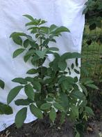 Walnotenboom, Tuin en Terras, Planten | Bomen, Ophalen, Volle zon, Overige soorten