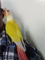  1 pyrrhura’s mannetje, Dieren en Toebehoren, Vogels | Parkieten en Papegaaien, Mannelijk, Parkiet, Pratend