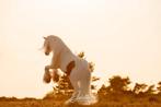 Geweldig lieve Irish Cob ruin, Dieren en Toebehoren, Pony's, Gechipt, Ruin, 3 tot 6 jaar, C pony (1.27m tot 1.37m)