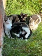Leuke kittens, Dieren en Toebehoren, Katten en Kittens | Overige Katten, Poes