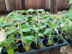 Paulownia Shan tong, plant, Lente, 250 tot 400 cm, Volle zon, In pot