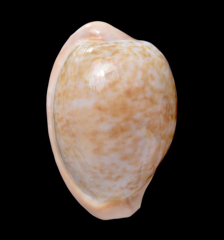 Schelpen: Cypraea fuscorubra 32,8mm (F+++)  Zuid Afrika, Verzamelen, Mineralen en Fossielen, Schelp(en), Ophalen of Verzenden