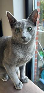 Blauwe rus Dekkater (not for sale), Kater, Met stamboom, 0 tot 2 jaar