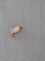 Koppel noorse goudvinken bruinpastel x bruin, Ophalen of Verzenden, Zo goed als nieuw