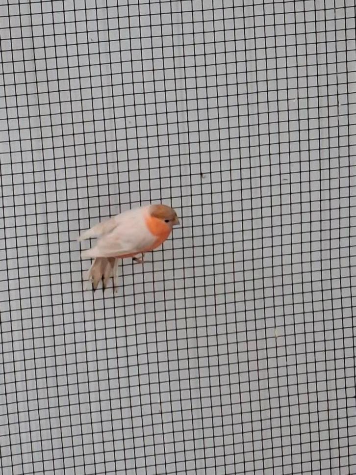 Koppel noorse goudvinken bruinpastel x bruin, Dieren en Toebehoren, Kattenbakken, Zo goed als nieuw, Ophalen of Verzenden