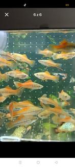 Zwaarddragers 1€ en ancistrus albino 2,5€, Dieren en Toebehoren, Vissen | Aquariumvissen, Vis