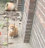 Leuke en lieve kittens. Let op: Nog 1 langharige beschikbaar, Dieren en Toebehoren, Katten en Kittens | Raskatten | Langhaar, Meerdere dieren