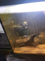 Aquarium  juwel 1 meeter te koop met als er bij, Dieren en Toebehoren, Vissen | Aquaria en Toebehoren, Ophalen of Verzenden, Gebruikt