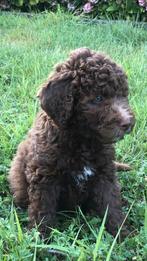 Super rustige lieve Bernerdoodle pups reutjes., Dieren en Toebehoren, Rabiës (hondsdolheid), Overige rassen, 8 tot 15 weken, Meerdere