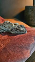 Kraaghagedis (Chlamydosaurus), Dieren en Toebehoren, Reptielen en Amfibieën, Hagedis, 0 tot 2 jaar