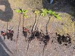 Kastanjeboom stekjes, gratis ophalen, Tuin en Terras, Planten | Tuinplanten, Zomer, Ophalen