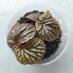 Begonia Saripoi, Ophalen of Verzenden, Overige soorten, Minder dan 100 cm