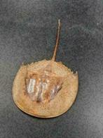 Opgezette Degenkrab - Western Deco, Ophalen of Verzenden, Nieuw, Overige soorten, Opgezet dier