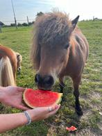 Shetland pony, Dieren en Toebehoren, Paarden, Merrie, Dressuurpaard